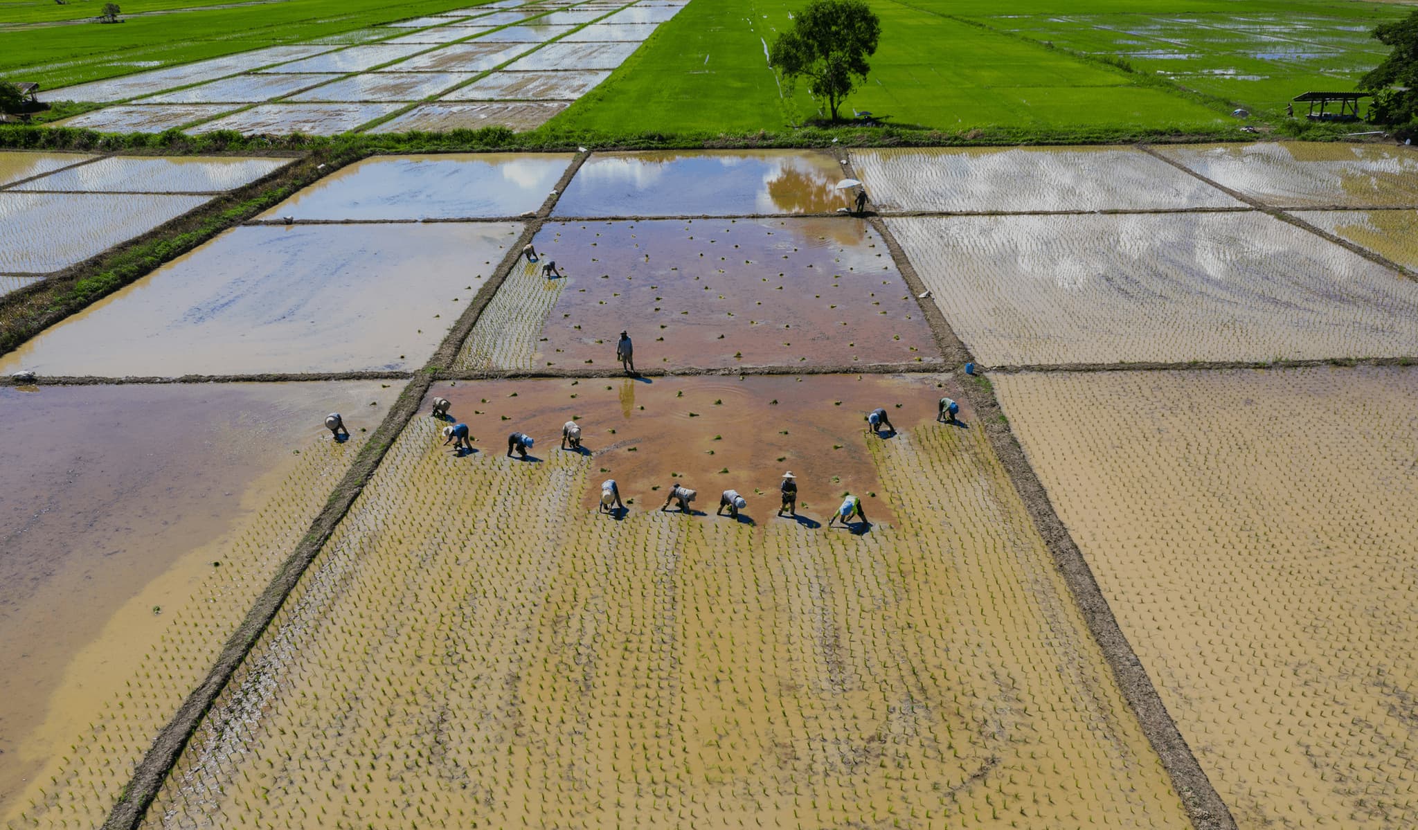 Aerial view of farmers working in flooded rice fields, showcasing rows of vibrant green and brown landscapes.