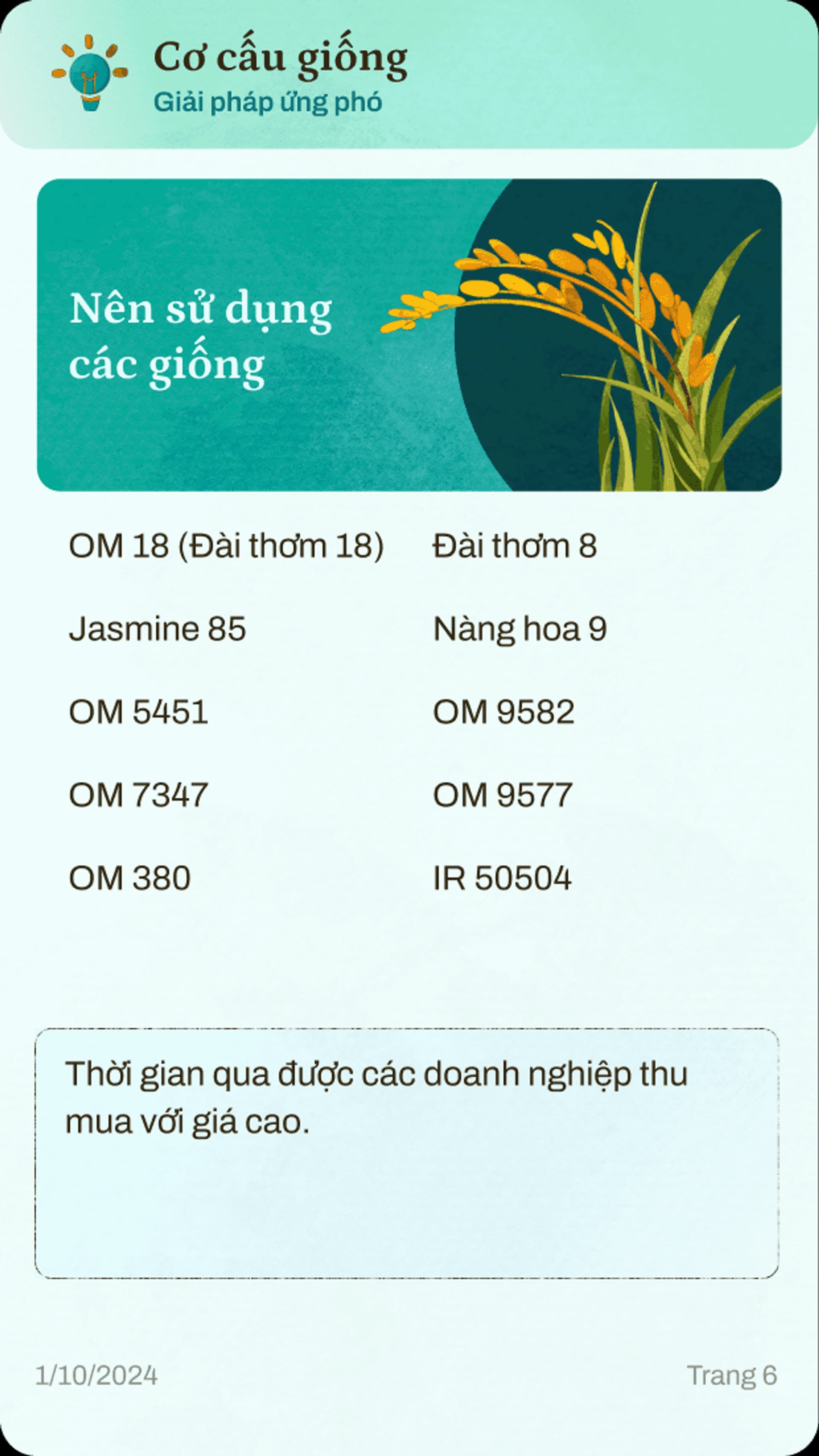 Alt text: Infographic on rice varieties, including details like Jasmine 85 and OM 18, features a rice plant illustration.