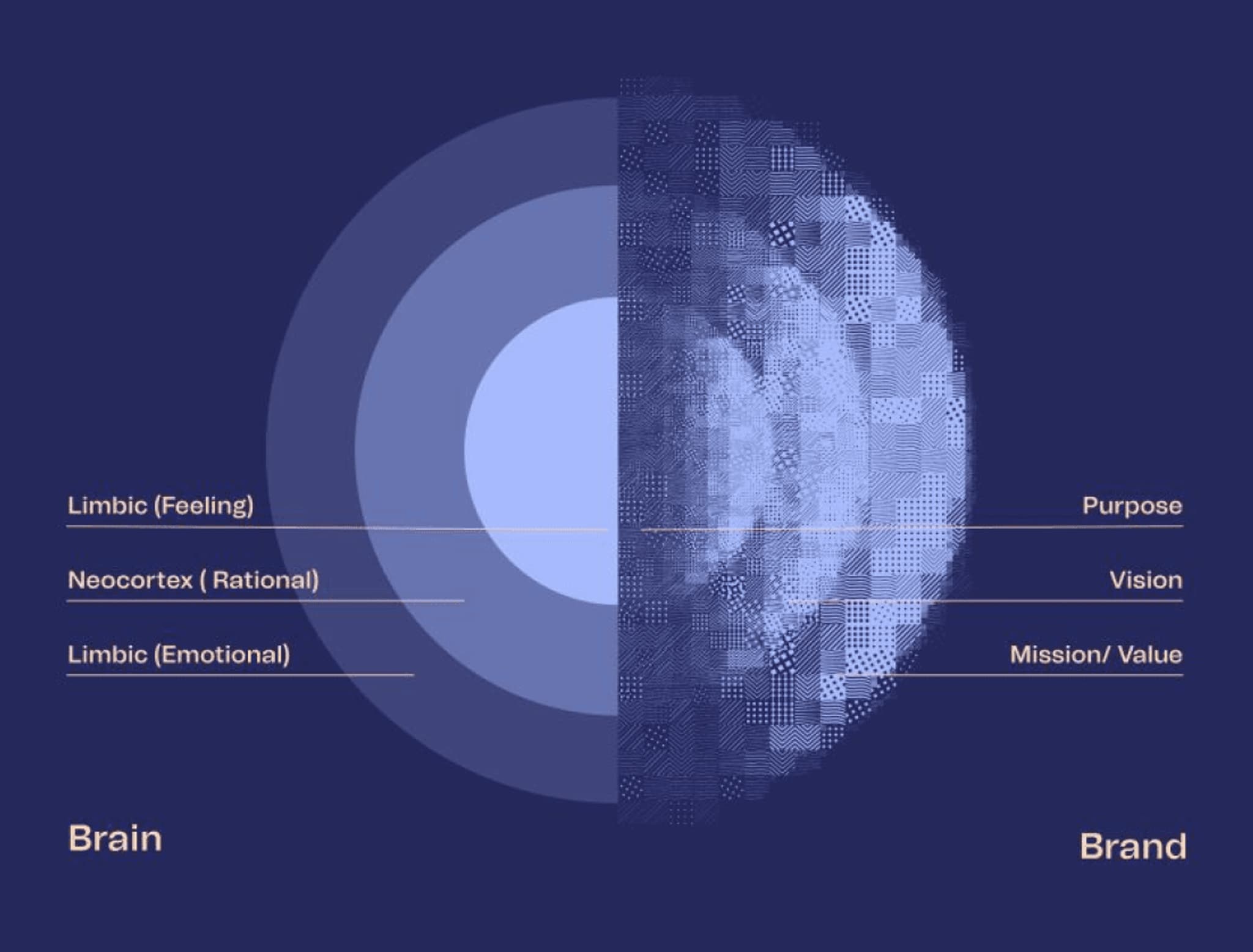 Diagram illustrating the brain's emotional and rational processes, emphasizing brand purpose, vision, and values.